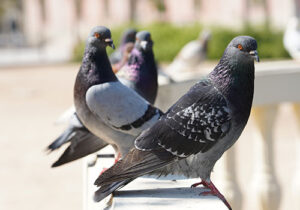 Effective Bird Control with Bird Spikes