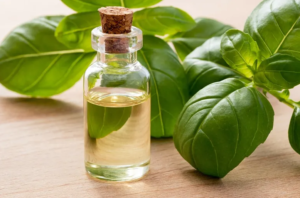 basil oil uses