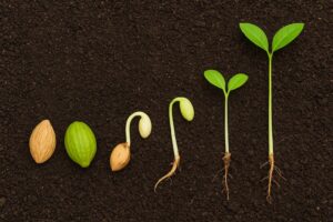 Harad Seeds