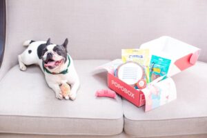 Budget Friendly Dog Essentials Guide