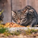 Top Health Care for Growing Kittens Nutrition Vaccines and Wellness Guide